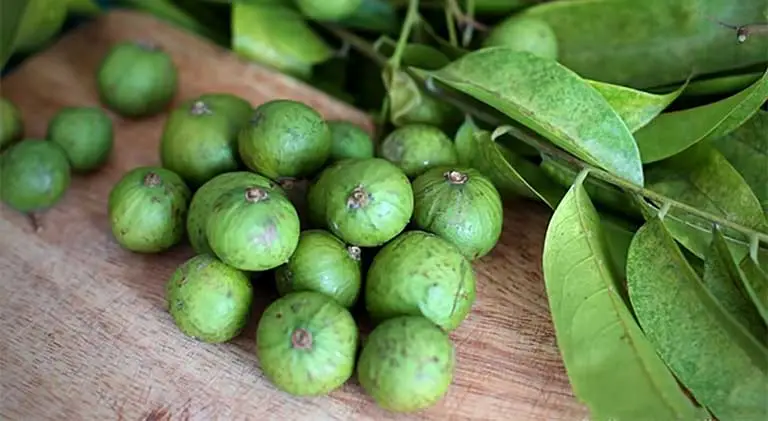 Đặc điểm của quả sấu và mẹo chọn mua, bảo quản sấu tươi