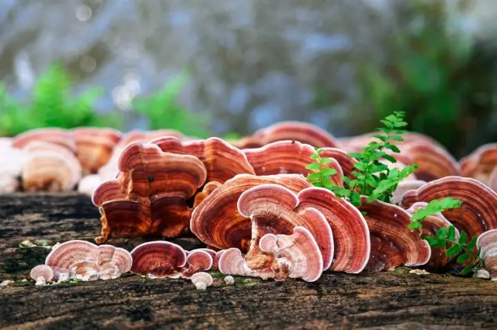 Nấm linh chi: Phân loại và các món ăn ngon dễ nấu