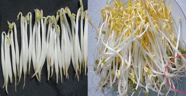 6 đặc điểm giúp phân biệt giá đỗ không hóa chất