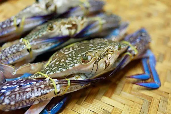 Cách chọn ghẹ tươi và phân biệt các loại ghẹ ngon